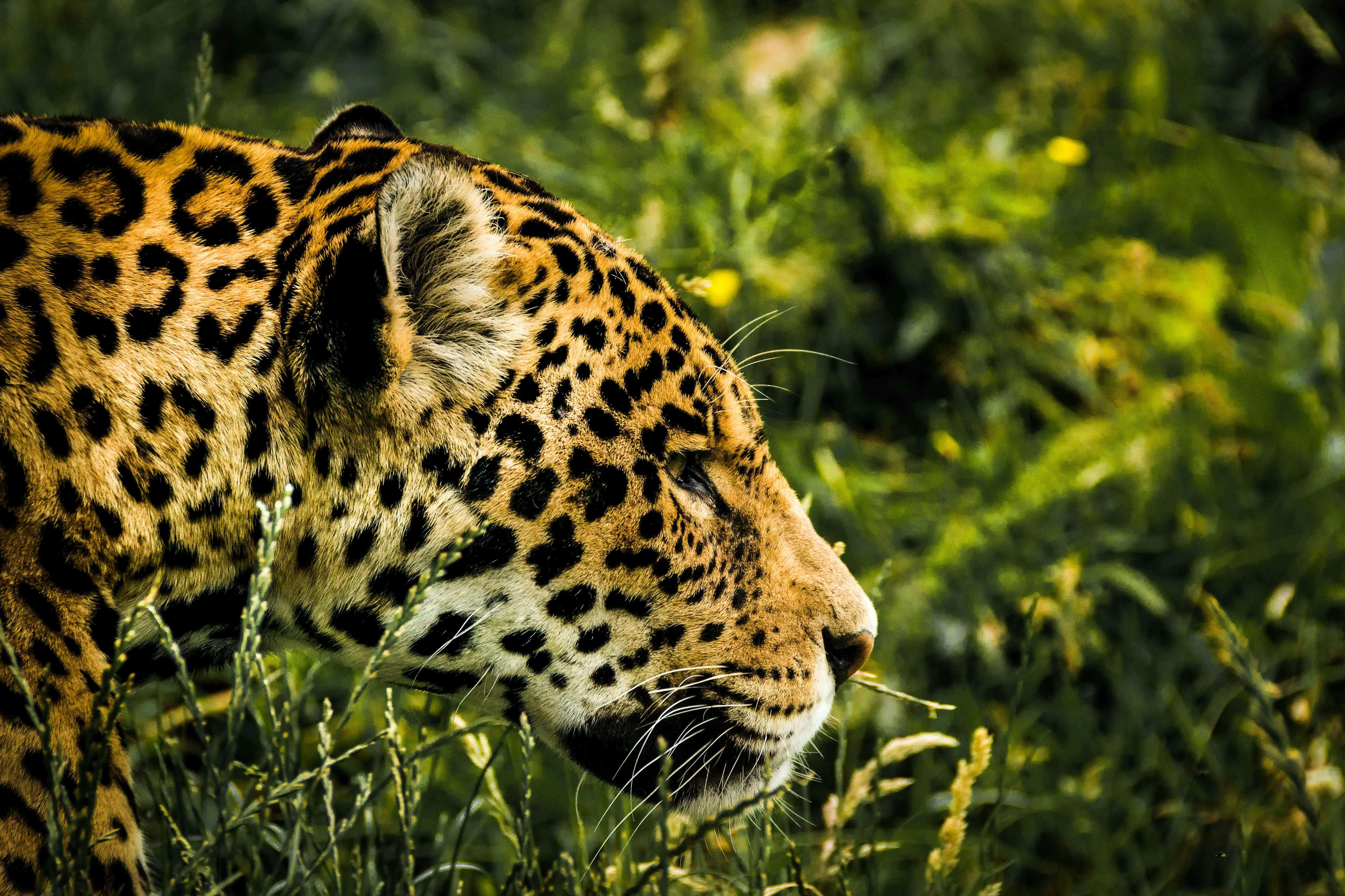 Intense close-up of a jaguar prowling through the grass, showcasing its stunning spots and natural habitat.