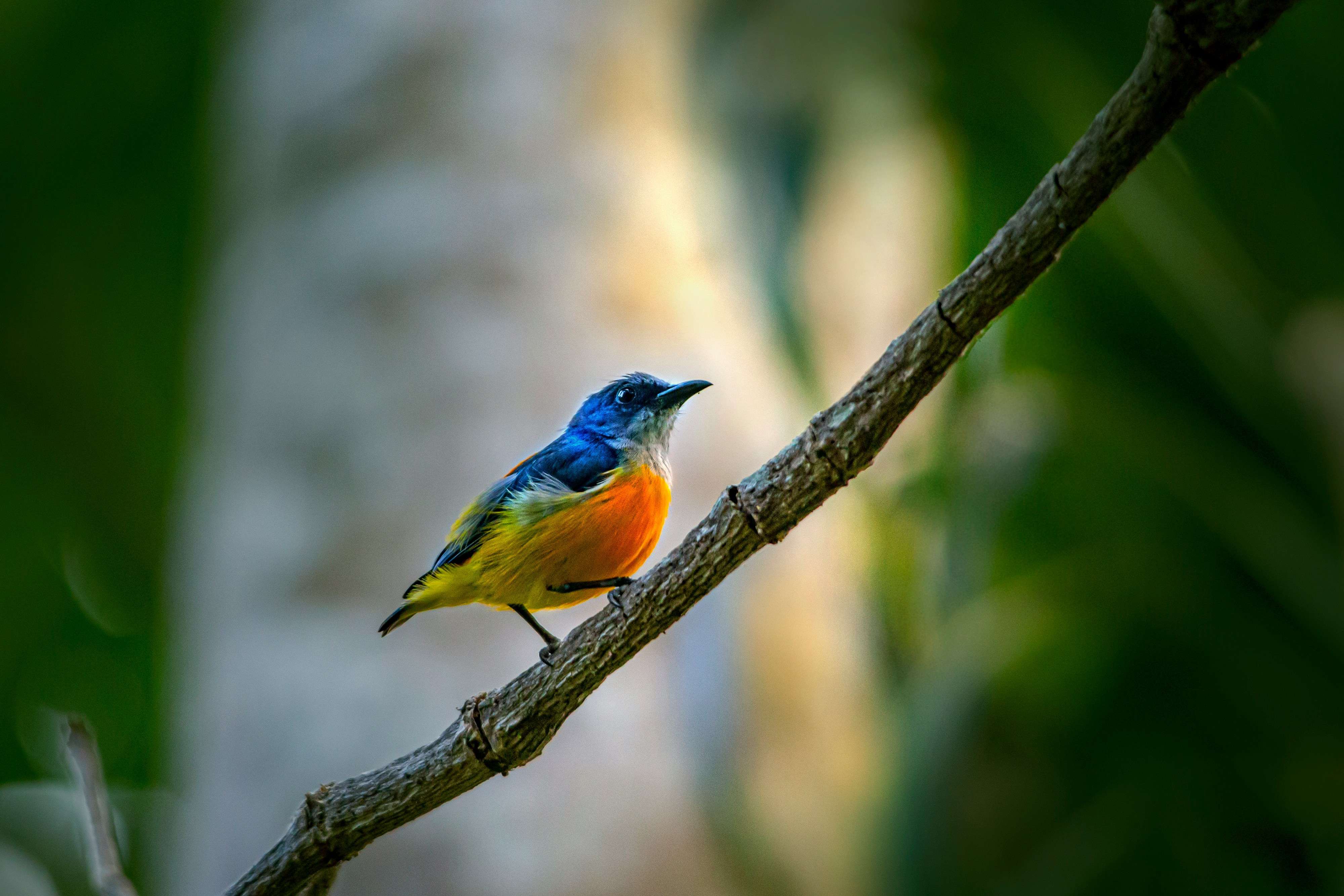 blue and yellow bird on tree branch